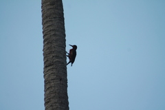 Melanerpes portoricensis