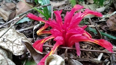 Etlingera