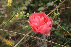 Opuntia × occidentalis
