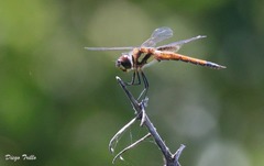 Tramea cophysa