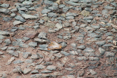 Anartia jatrophae semifusca