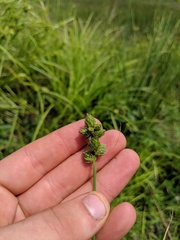 Carex cumulata