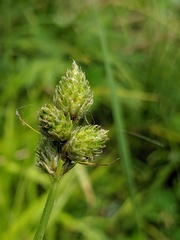 Carex cumulata