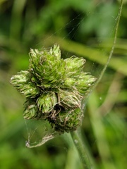 Carex cumulata