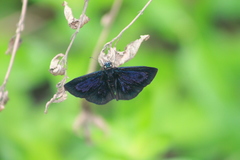 Ephyriades arcas