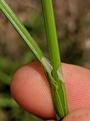 Carex cumulata