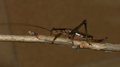 Coptaspis lateralis