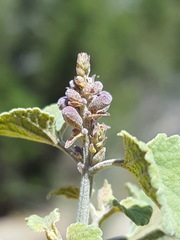 Salvia pinguifolia