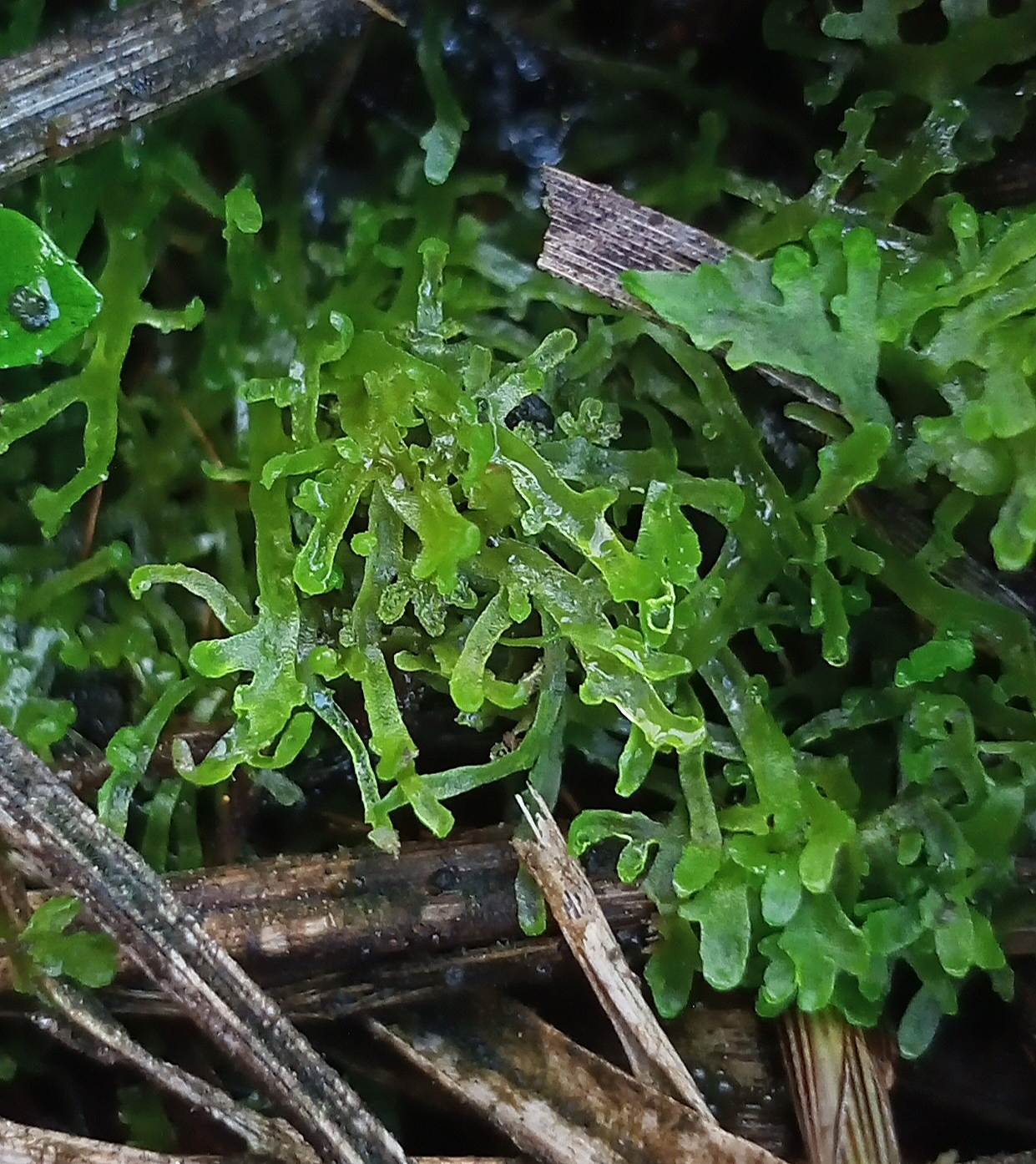 Riccardia incurvata