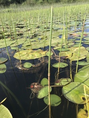Eleocharis equisetoides