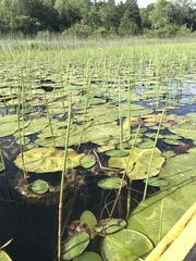 Eleocharis equisetoides