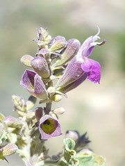 Salvia pinguifolia