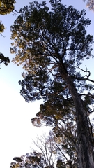 Vaccinium varingiifolium