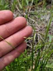 Carex debilis rudgei