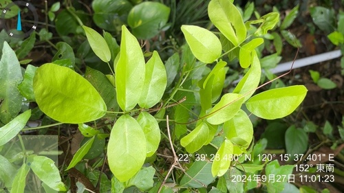 Image of Wisteriopsis reticulata by (c) 謝麗霦, some rights reserved (CC BY)
