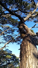 Vaccinium varingiifolium