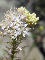 Thelypodium wrightii