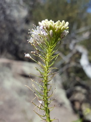 Thelypodium wrightii