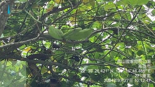 Image of Asian Beach Jackbean (Canavalia lineata) by (c) 謝麗霦, some rights reserved (CC BY)