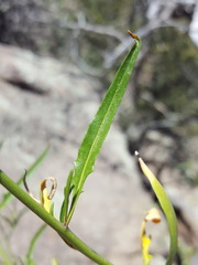 Thelypodium wrightii