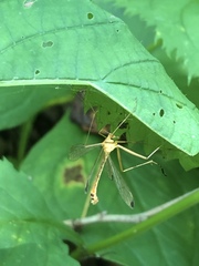 Hylobittacus apicalis
