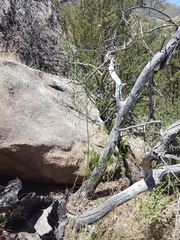 Thelypodium wrightii