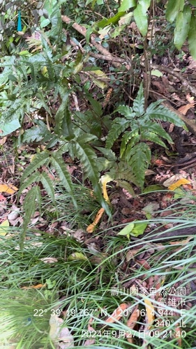 Tectaria impressa (Tectaria impressa)