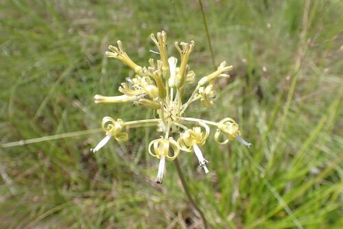 Drimia sphaerocephala