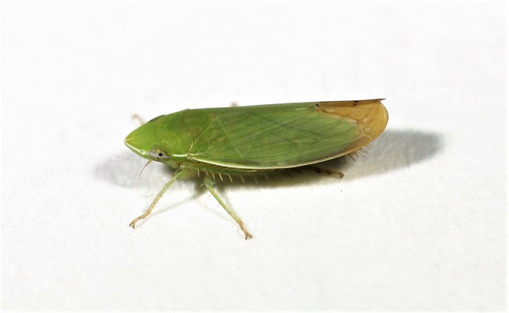 Memnonia