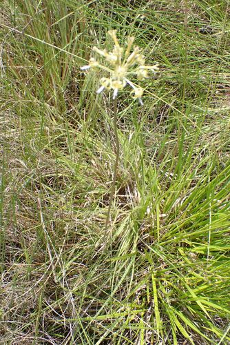 Drimia sphaerocephala