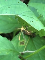 Hylobittacus apicalis