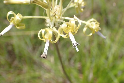 Drimia sphaerocephala