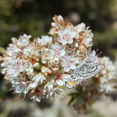 Euphilotes bernardino