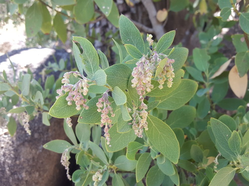 Wright's silktassel (Garrya wrightii)