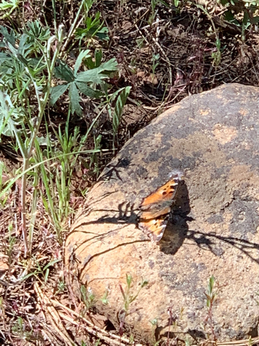 iNaturalist observation photo of California Tortoiseshell
