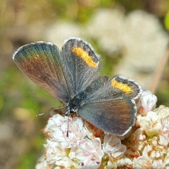 Euphilotes bernardino