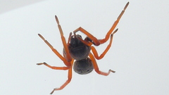 Trachelopachys gracilis