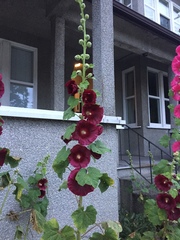 Alcea rosea