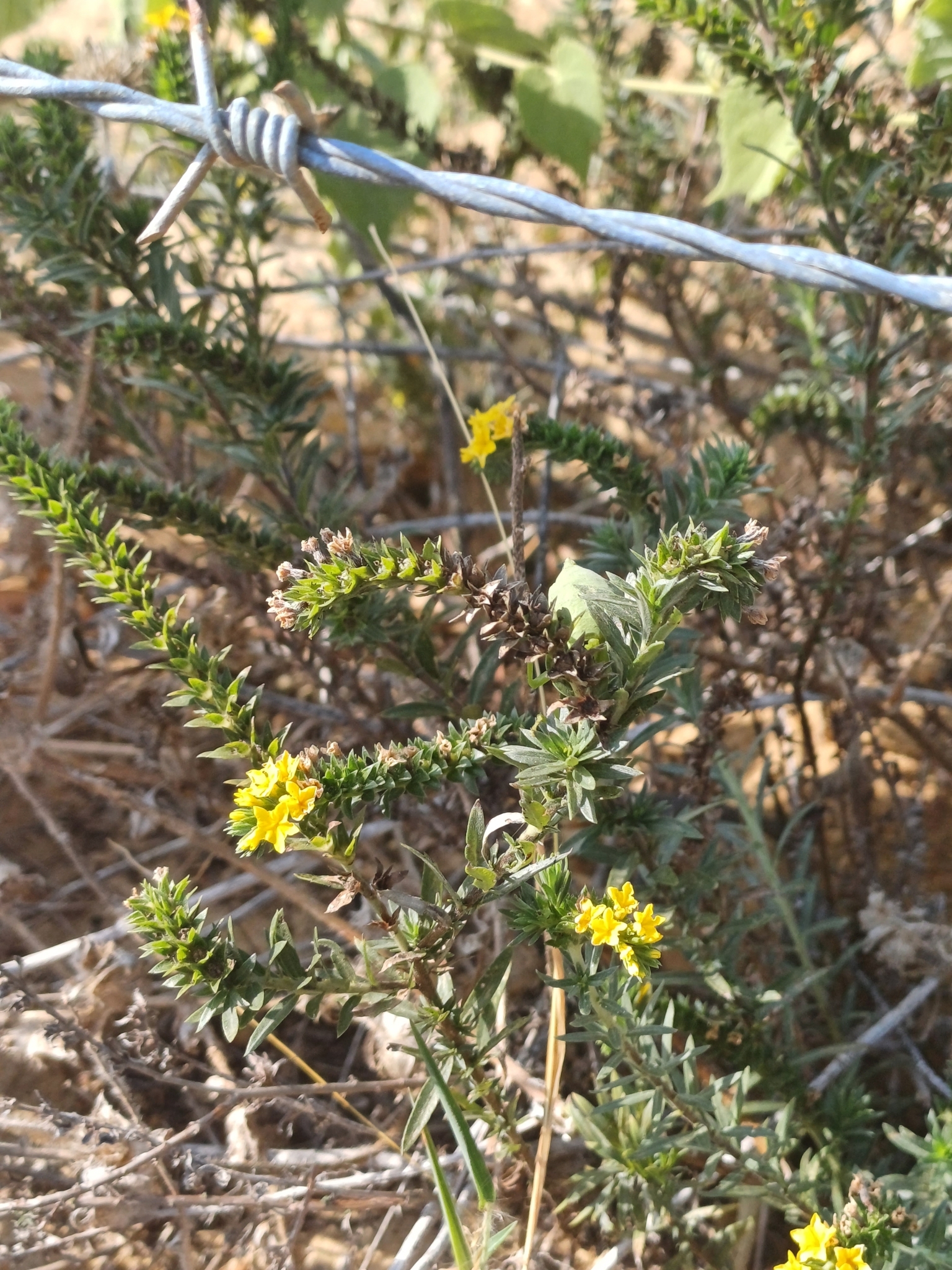 Euploca polyphylla