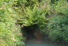 Oreopteris quelpartensis