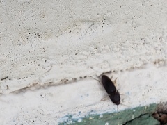 Heteroderes amplicollis