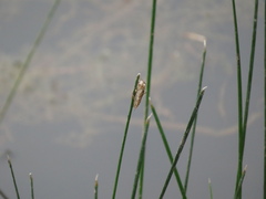 Perithemis tenera
