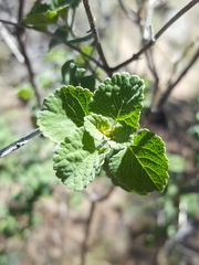 Salvia pinguifolia