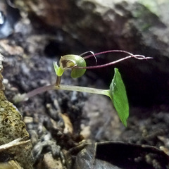 Corybas hypogaeus