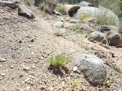 Phemeranthus confertiflorus