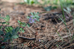 Hydrophyllum occidentale