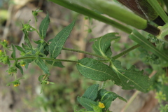 Sigesbeckia