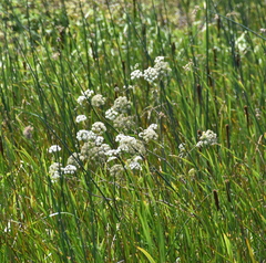 Cicuta maculata bolanderi