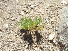 Phemeranthus confertiflorus