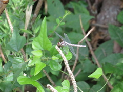 Libellula incesta